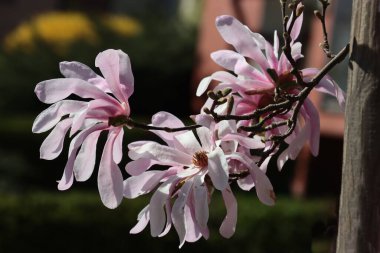 İlkbaharda güzel çiçekli manolya ağacı
