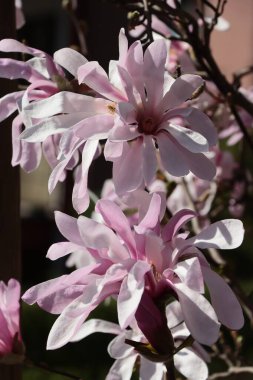 İlkbaharda güzel çiçekli manolya ağacı