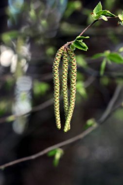 Çiçek açan Ostrya Karpinifolia Ağacı 'nın uzun polenleri Betulaceae Ailesi