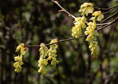 Corylopsis spicata-Hamamelidaceae ailesinin güzel sarı çiçekleri.