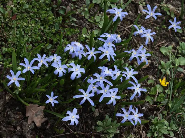 Baharda Chionodoxa Lucilie bitkisinin mavi çiçekleri