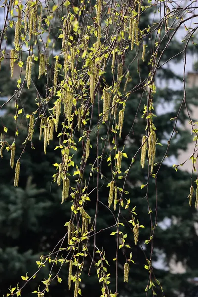 İlkbaharda çiçek açan huş ağacı polen katkinleriyle