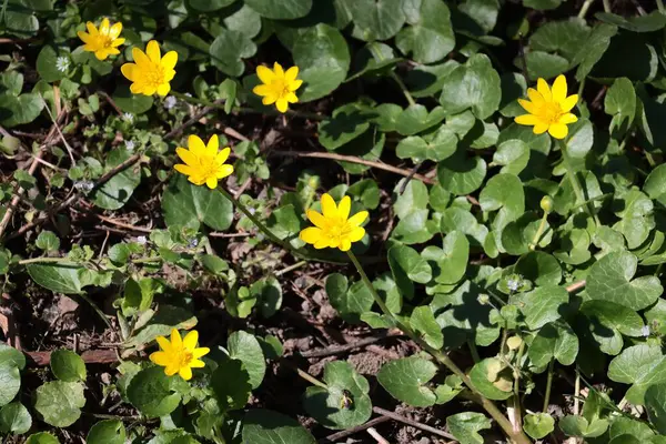 Ficaria verna bitkisi - İlkbaharda filizlenen incir çiçeği