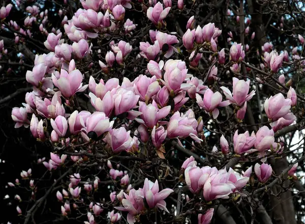 İlkbaharda güzel çiçekli manolya ağacı