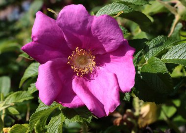 Bahçedeki çeşitli, renkli, pembe, beyaz, kırmızı, sarı, kremalı güller.
