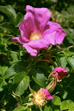 Bahçedeki çeşitli, renkli, pembe, beyaz, kırmızı, sarı, kremalı güller.