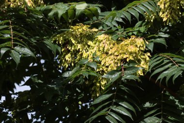 Ailanthus altissima istilacı ağaç ve büyüyen kanatlı tohumlar