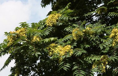Ailanthus altissima istilacı ağaç ve büyüyen kanatlı tohumlar