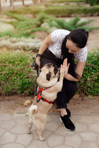 Junges Mädchen Geht Mit Hund Mops Park Spazieren Sitzt Auf lizenzfreie Stockfotos