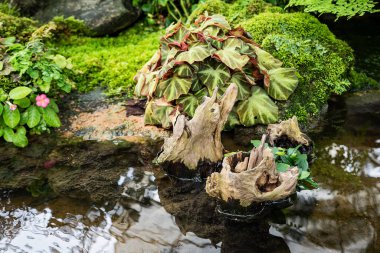 Çeşitli bitki ve çiçeklerle Doğal Yeşil Park