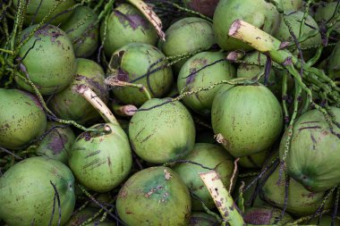 Yerde bir sürü hindistan cevizi var, Hindistan cevizi kokuları.