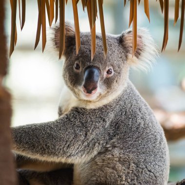 Vahşi Koala Ağacın Dışında