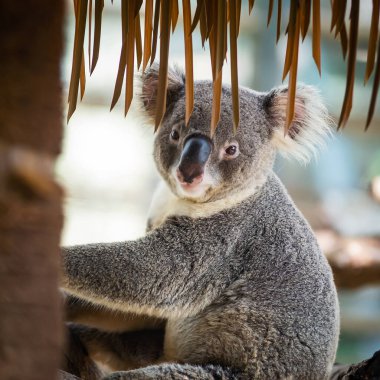 Vahşi Koala Ağacın Dışında
