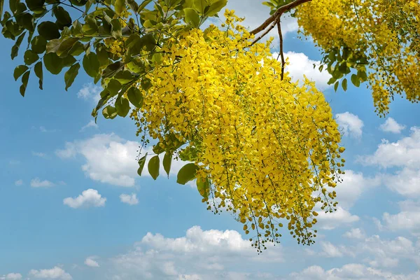 Golden Flower or Cassia fistula on blue sky background (Fabaceae or Leguminosae)