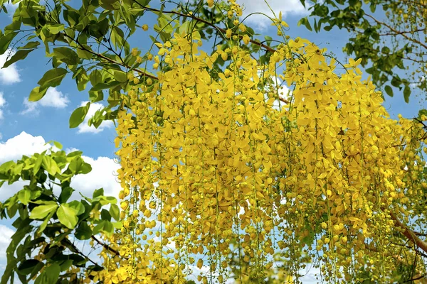 Golden Flower or Cassia fistula on blue sky background (Fabaceae or Leguminosae)