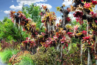 Çok renkli bromeliad, renkli bromeliad yaprakları, yeşil evdeki tropikal bitkiler bahçe dekorasyonu için. Ev dekorasyonu için renkli Neoregelia bitkisi. Parktaki güzel Neoregelia bromeliad bitkileri.