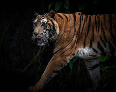 Sibirya kaplanı, Panthera tigris altaica dünyanın en büyük kedisidir.