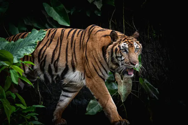 Tiger Från Corbett Tiger Reserve — Stockfoto