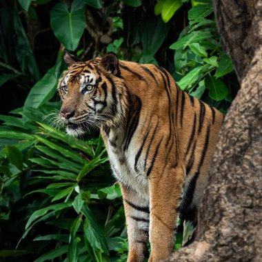 Kaplan ilgi çekici bir şeye bakıyor..