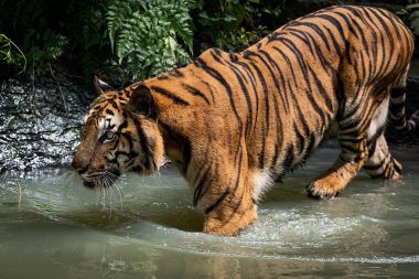 The tiger went down to hunt in the pond.