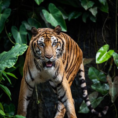 Kaplan bize sert bir ifadeyle baktı.