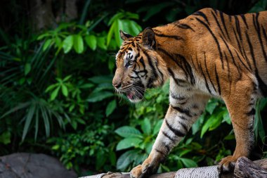 Ormanda dolaşan kaplan, memelilerin doğası..