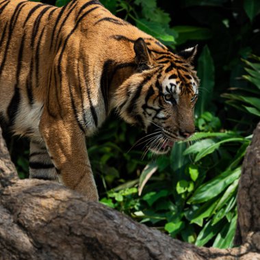 Ormanda dolaşan kaplan, memelilerin doğası..