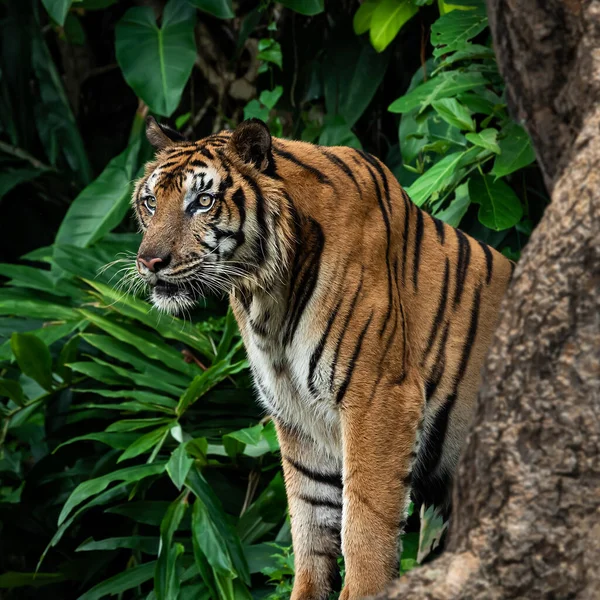 Kaplan ilgi çekici bir şeye bakıyor..