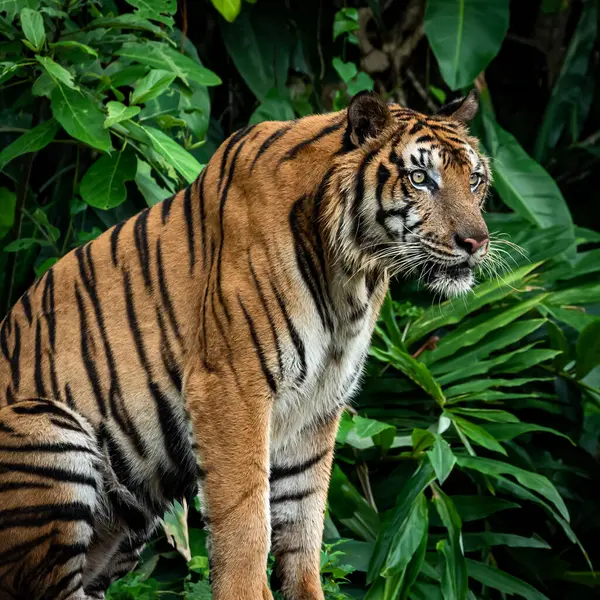 Kaplan oturdu ve ilgilendiği bir şeye baktı..