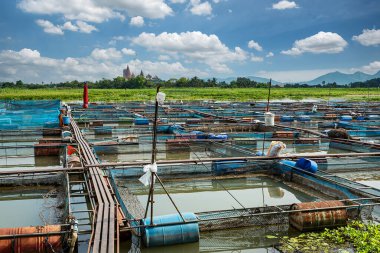 Tayland 'da yakut ve tilapia balık çiftlikleri