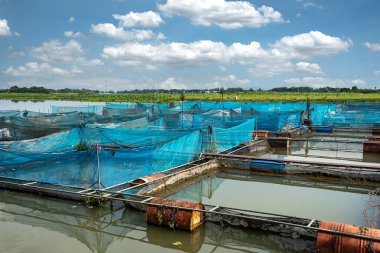 Tayland 'da yakut ve tilapia balık çiftlikleri