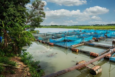 Tayland 'da yakut ve tilapia balık çiftlikleri