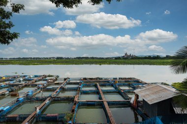 Tayland 'da yakut ve tilapia balık çiftlikleri