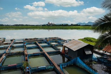 Tayland 'da yakut ve tilapia balık çiftlikleri