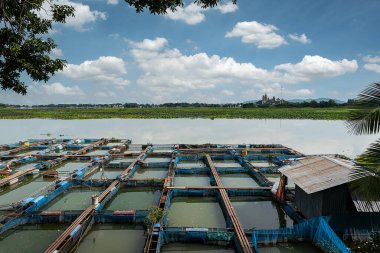 Tayland 'da yakut ve tilapia balık çiftlikleri