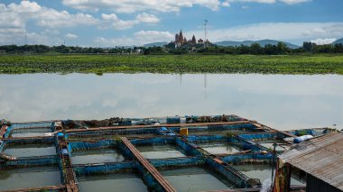 Tayland 'da yakut ve tilapia balık çiftlikleri