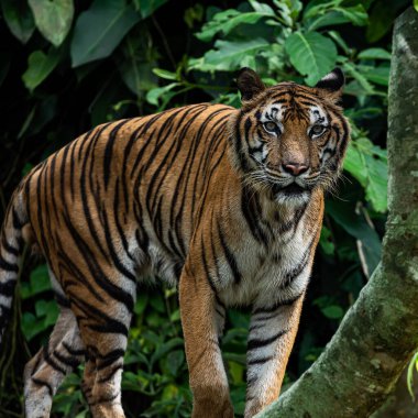 Kaplan önünde ilginç bir şeye bakarak durdu. Avlanma zamanında