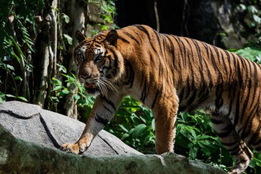 Bir kaplan aç olduğunda ormanda yiyecek aramak için yürür..