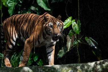 Ormanda dolaşan kaplan, memelilerin doğası..