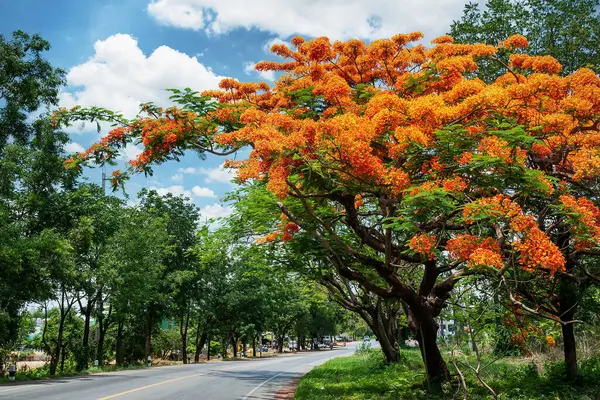 Royal Poinciana, Flamboyant, alev ağacı, kırsal yoludur.