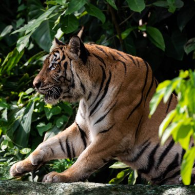 Kaplan oturdu ve ilgilendiği bir şeye baktı..