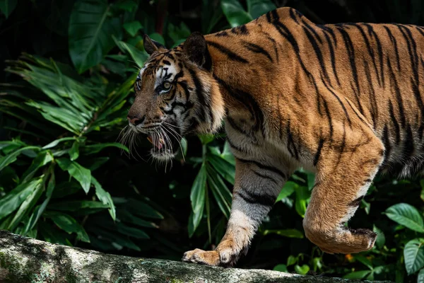Tiger walking foraging in the forest, the nature of mammals.