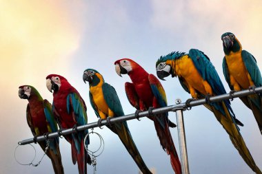 Papağanların güzelliği Üreticisi bunu göstermek için getirdi ve güneşli bir günde uçmak için getirdi..