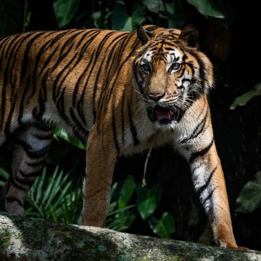 Beyaz kaplan ormanda yiyecek arıyor.