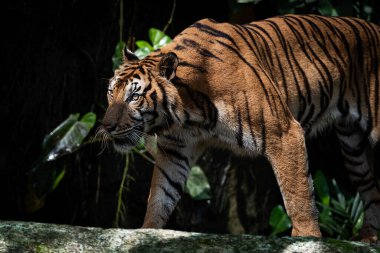 Kaplan önünde ilginç bir şeye bakarak durdu. Avlanma zamanında