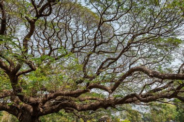 Kanchanaburi, Tayland 'da dev yağmur ağacı dalları