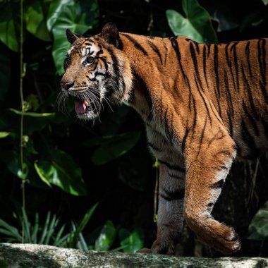 Bir kaplan aç olduğunda ormanda yiyecek aramak için yürür..