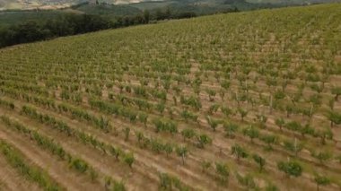 Göz kamaştırıcı hava görüntüleri, geniş bir üzüm bağının resimsel güzelliğini gözler önüne seriyor.