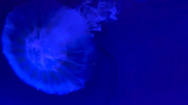 Mor ışıkta zarif bir şekilde yüzen denizanası