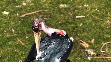 Marabou leyleği yeşil çimlerde tüylerini tarıyor.